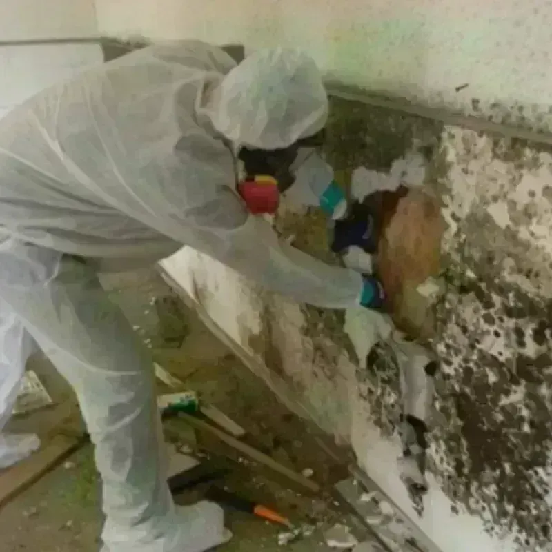 Mold Remediation and Removal in Derry, PA